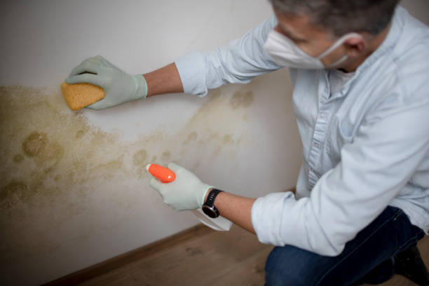 Best Commercial Mold Removal  in Lynden, WA
