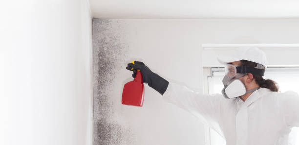 Attic Mold Removal in Lynden, WA