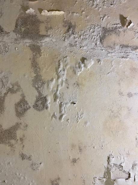 Best Attic Mold Removal  in Lynden, WA
