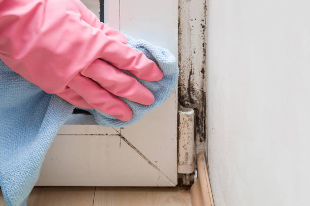 Best Residential Mold Removal  in Lynden, WA